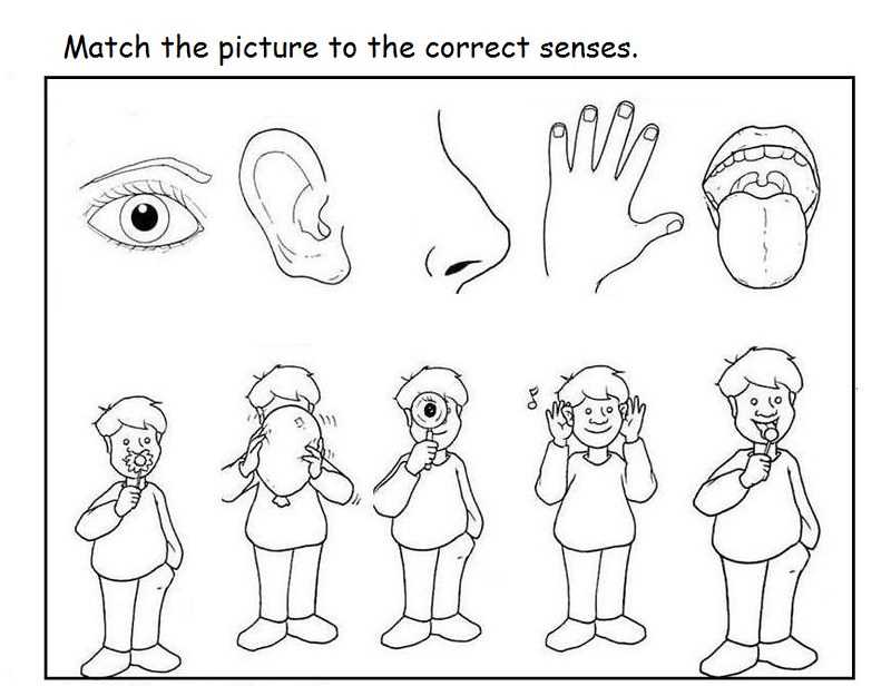 5 senses free printables