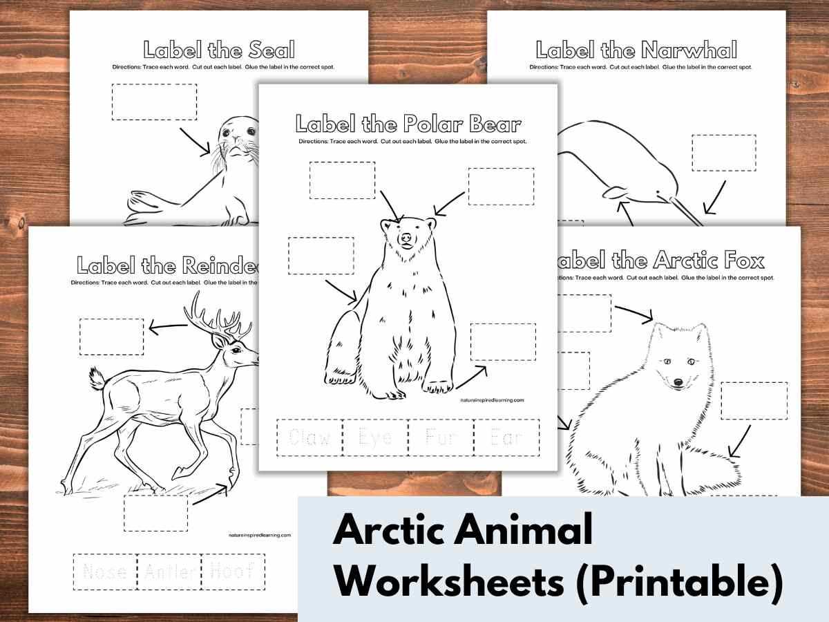 arctic animals printables