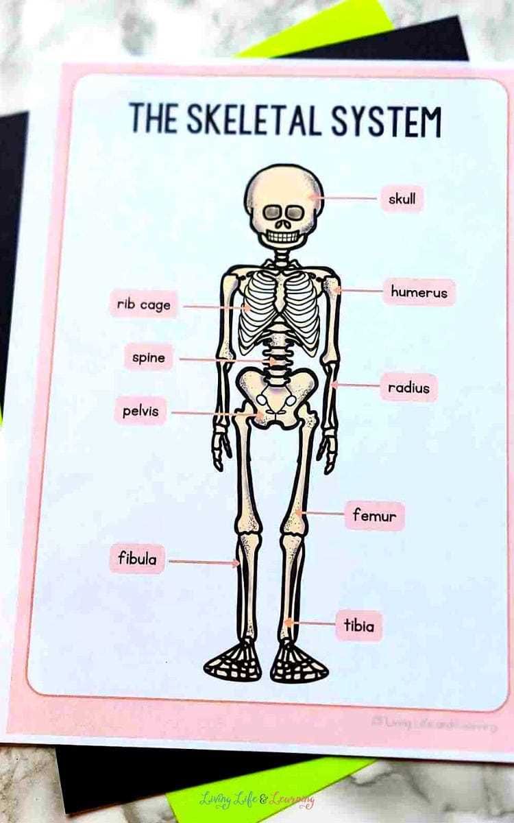 assemble a skeleton printable