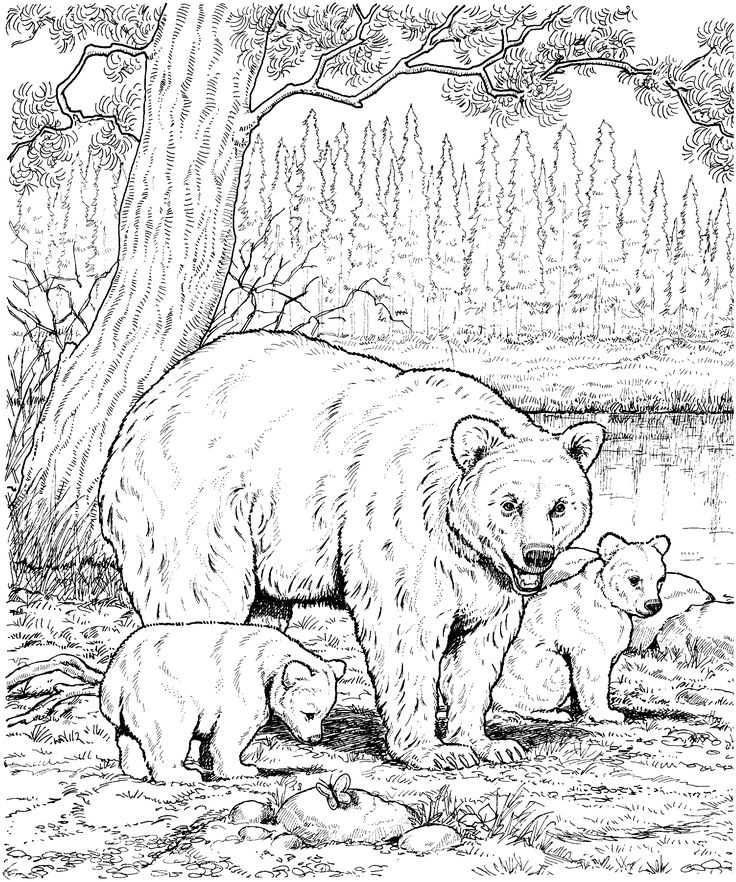 bear coloring pages printable