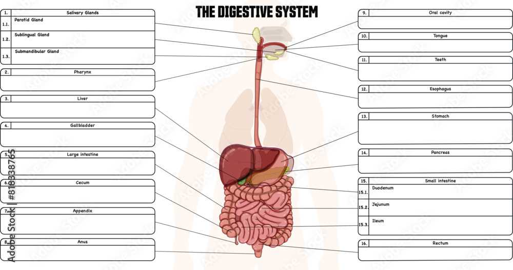 blank printable digestive system diagram