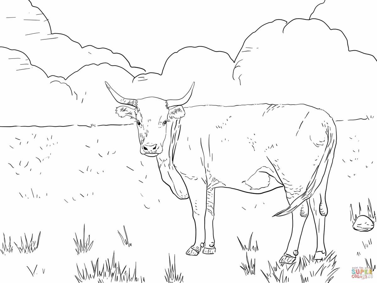 coloring pages of cows free printable