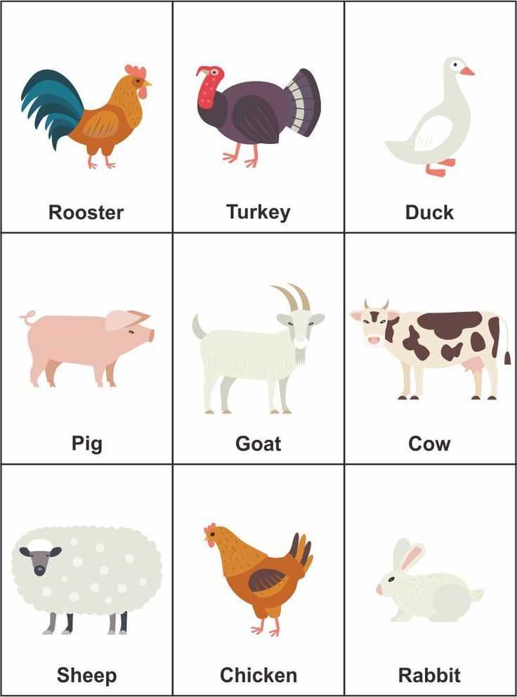 farm animal flash cards printable