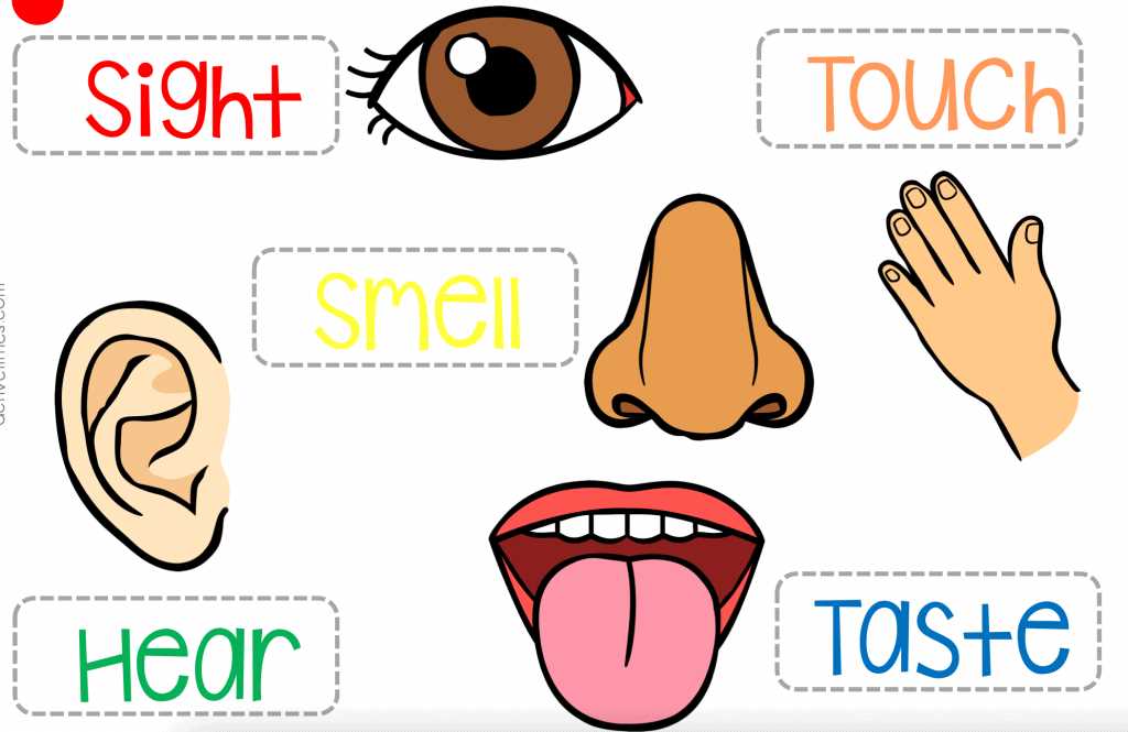 five senses worksheets free printables