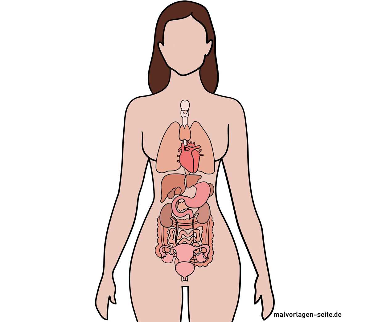 free human body outline printable