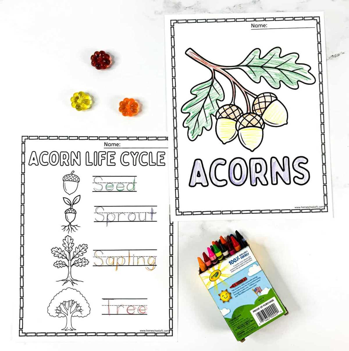 free printable acorns