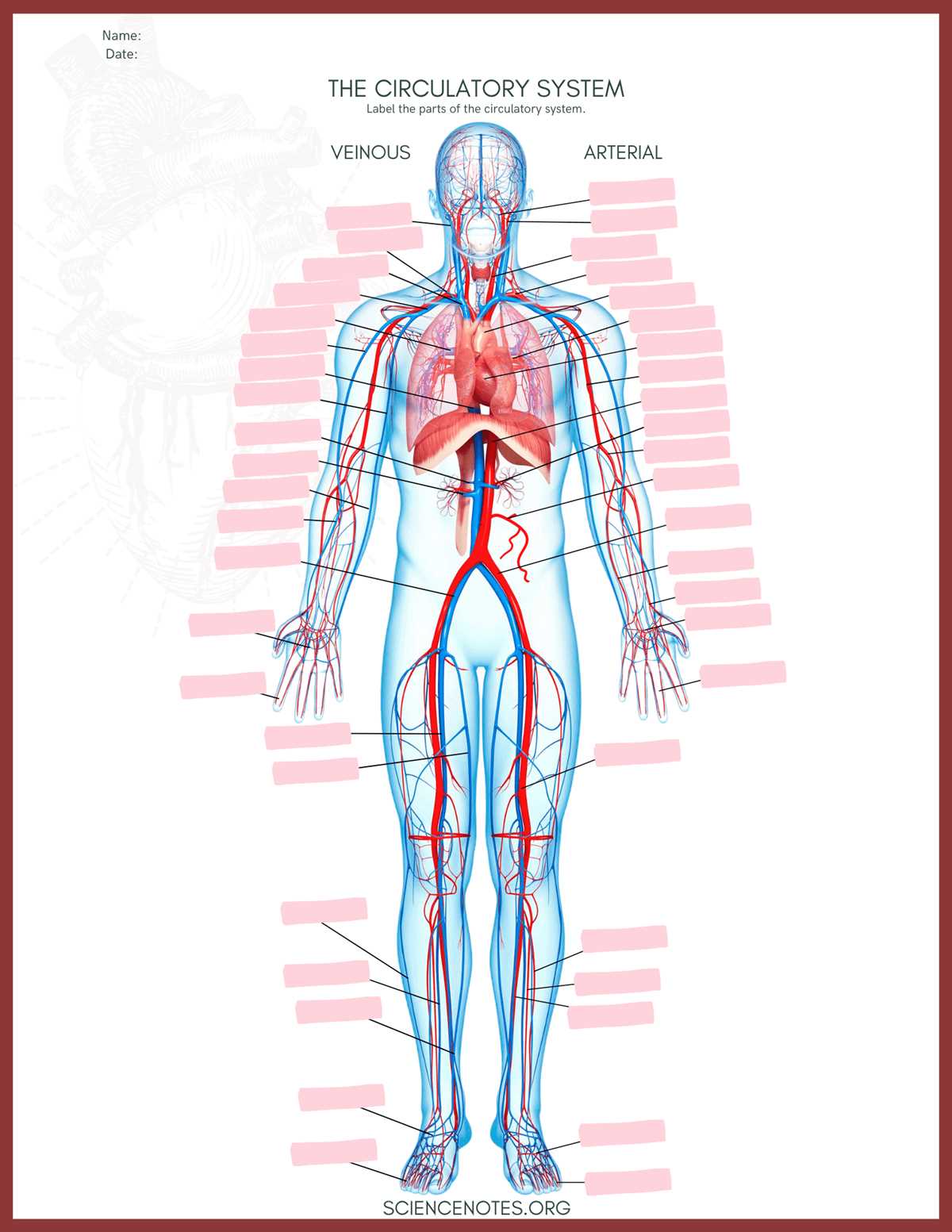 free printable human body systems worksheets