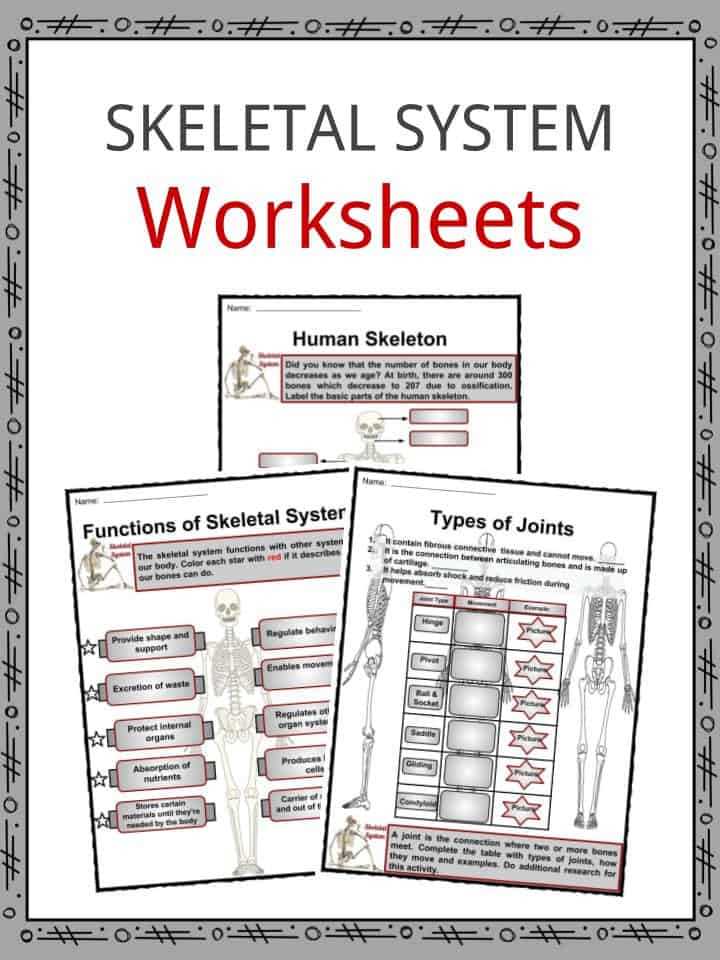 free printable skeleton worksheet