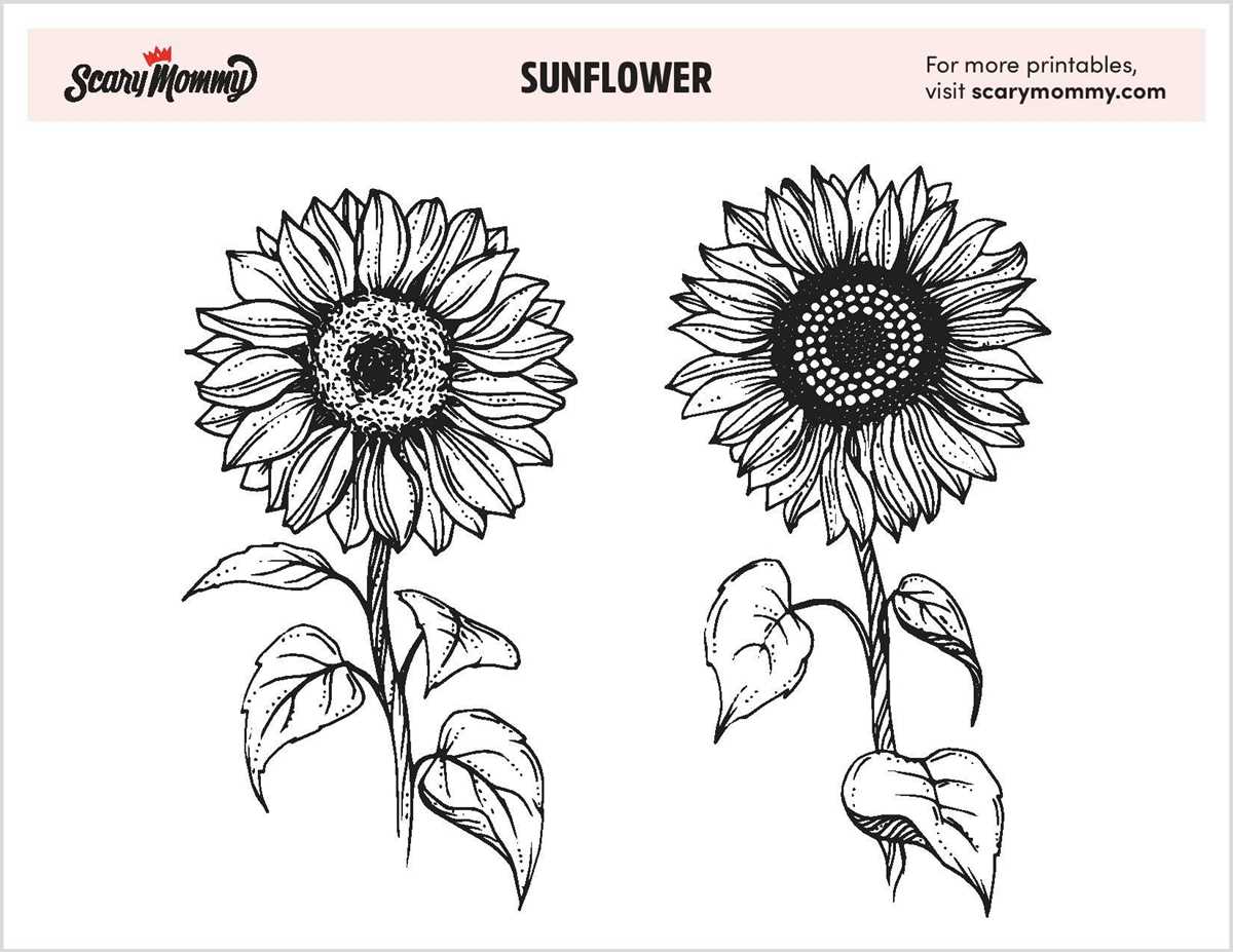 free printable sunflower coloring pages