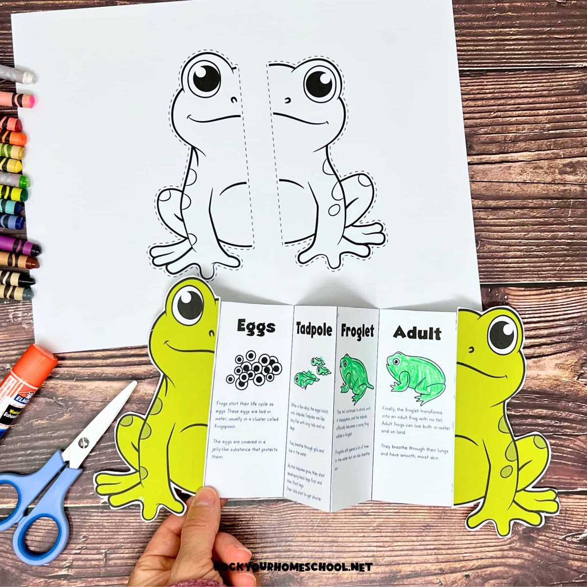 life cycle of a frog printable
