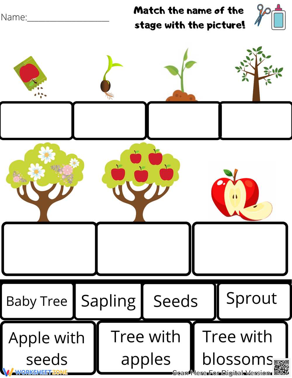 life cycle of an apple printable