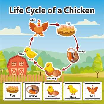 life cycle of chicken printable