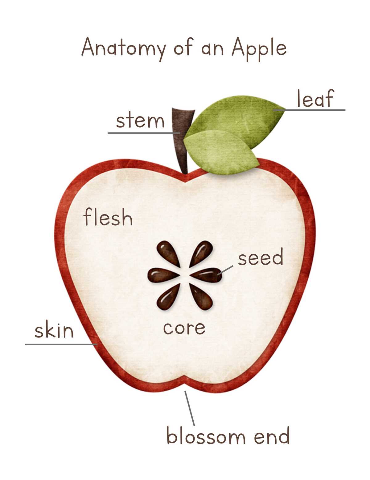 parts of an apple printable