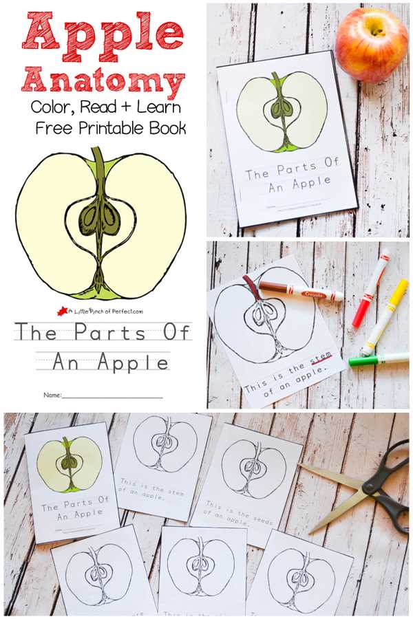 parts of an apple printable