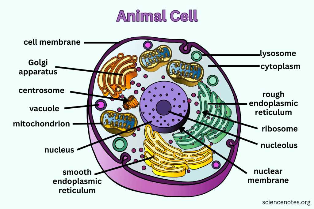 printable animal cell diagram