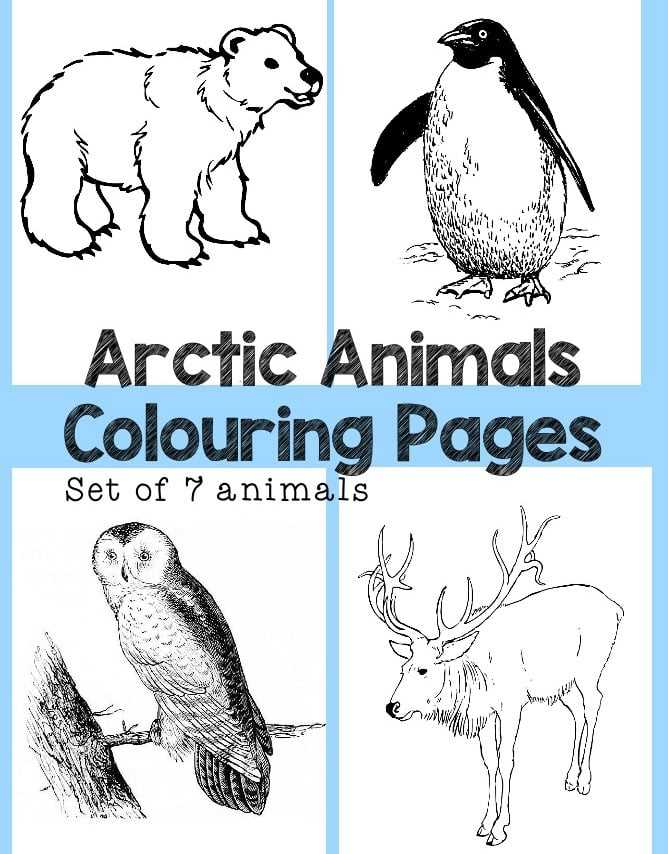 printable arctic animals coloring pages