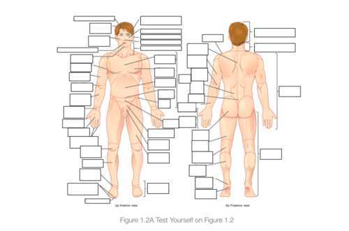 printable body regions labeling worksheet