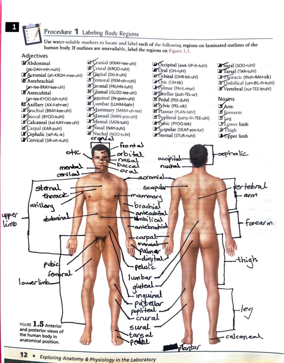 printable body regions labeling worksheet