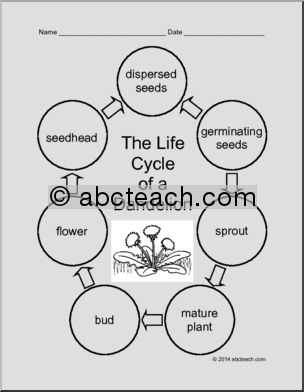 printable dandelion life cycle