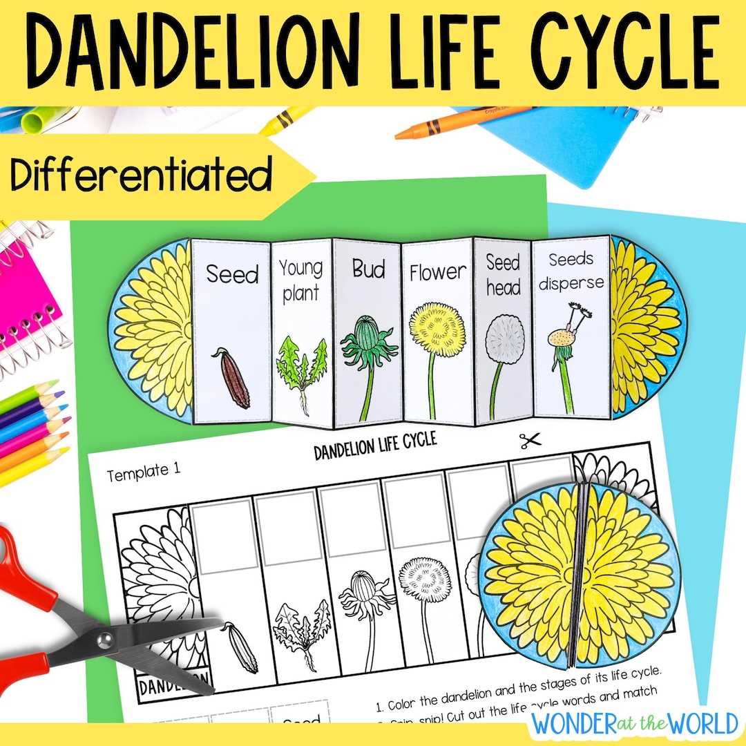 printable dandelion life cycle
