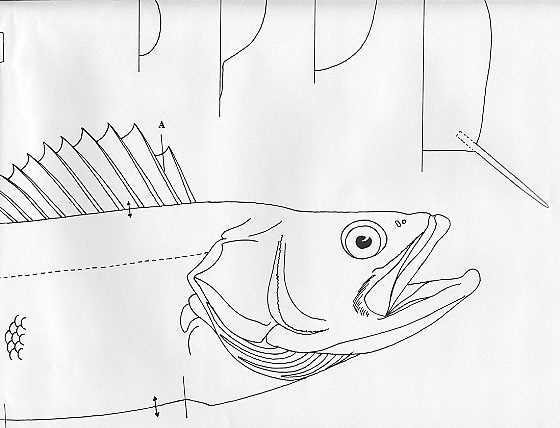 printable fish wood carving patterns