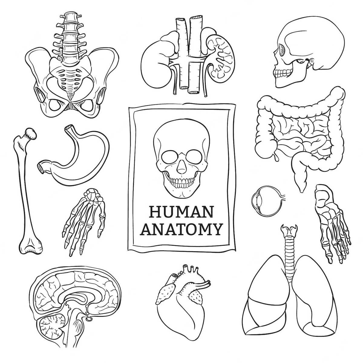 printable human anatomy coloring pages