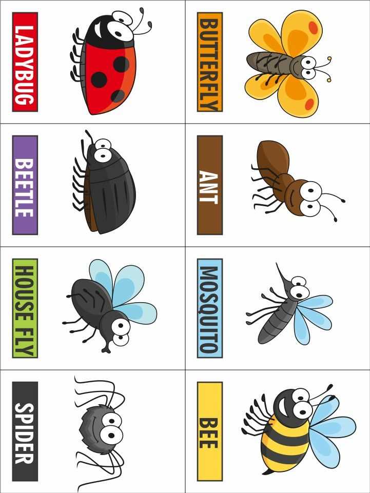 printable pictures of bugs and insects
