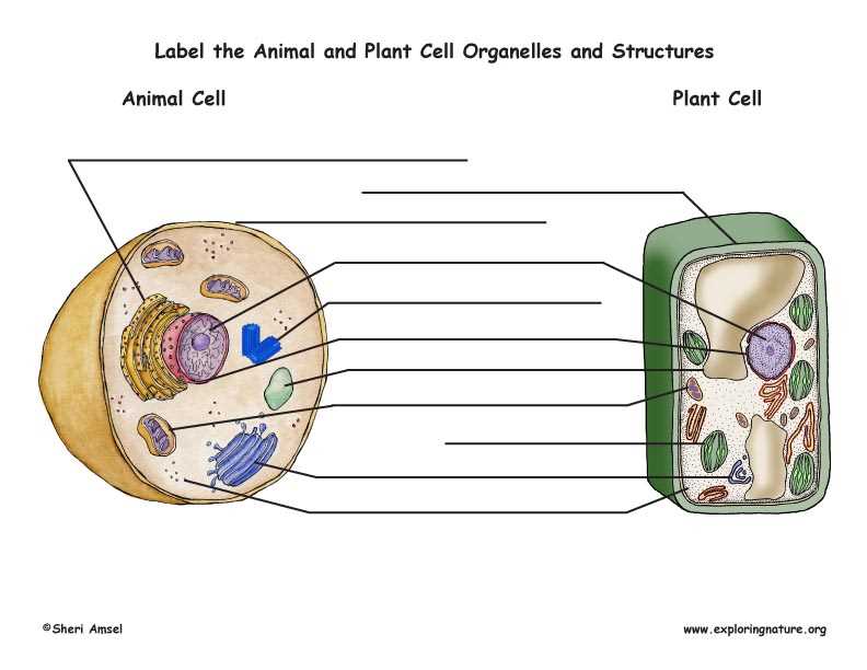 printable plant cell diagram