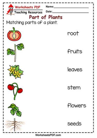 printable plant parts