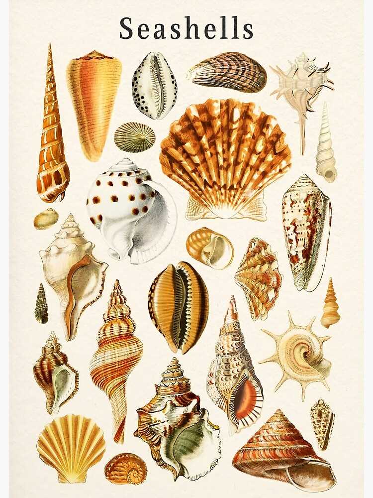 printable seashell patterns