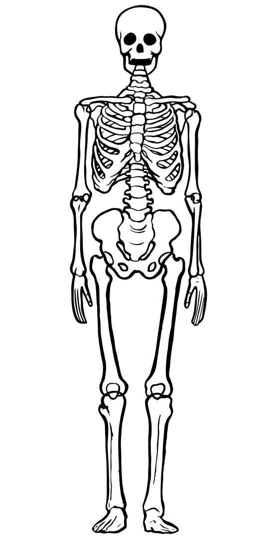 printable skeletal system