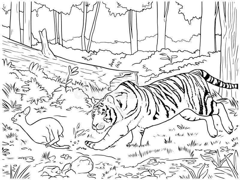 tiger drawing printable