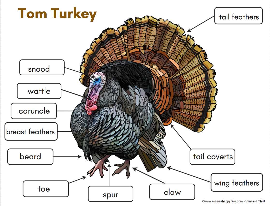 tom the turkey printable