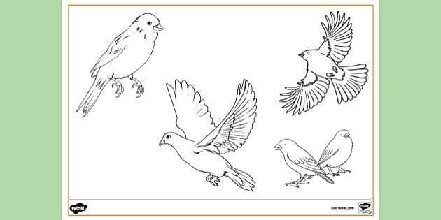 bird colouring pages printable
