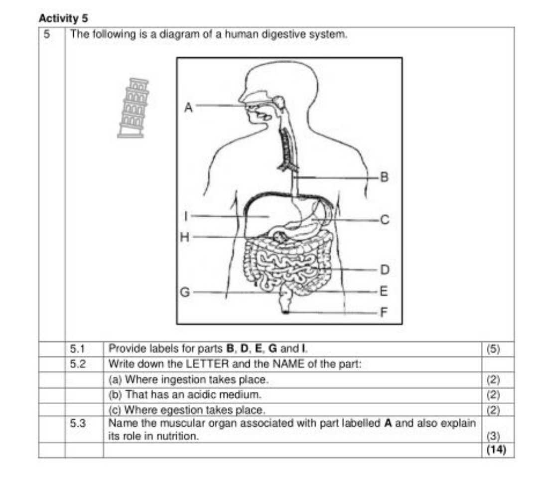 blank printable digestive system diagram