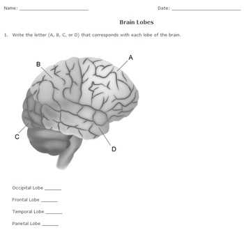 brain diagram printable