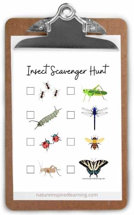 bug scavenger hunt printable