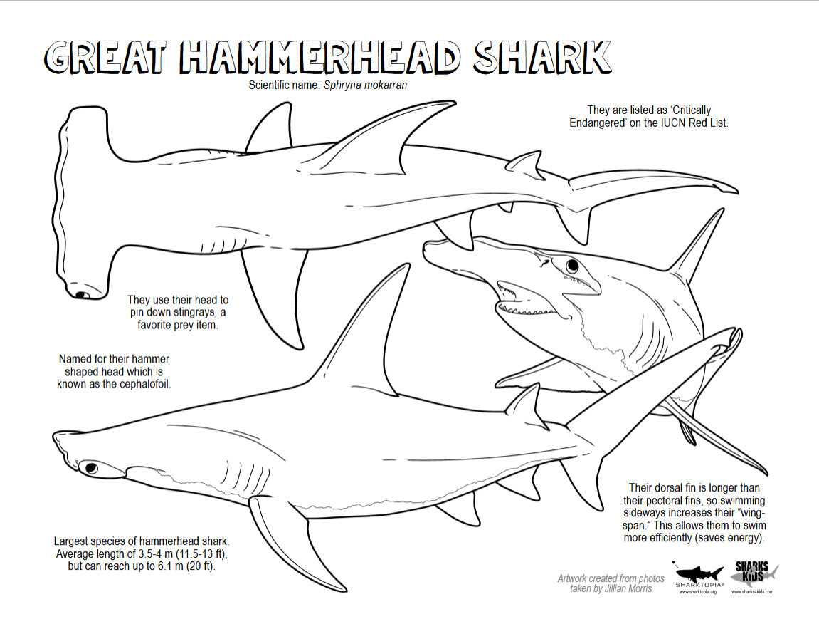 great white shark printable