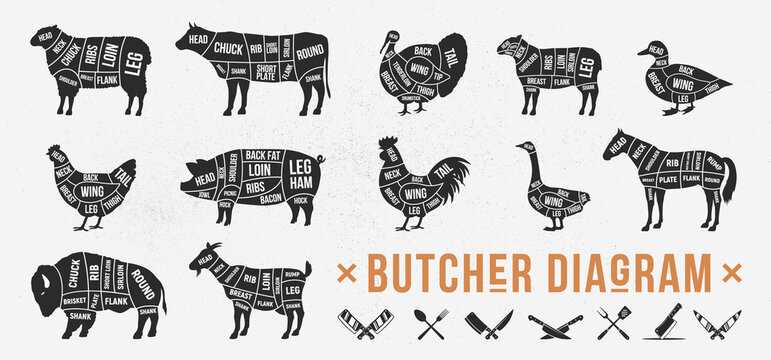 beef cuts chart printable