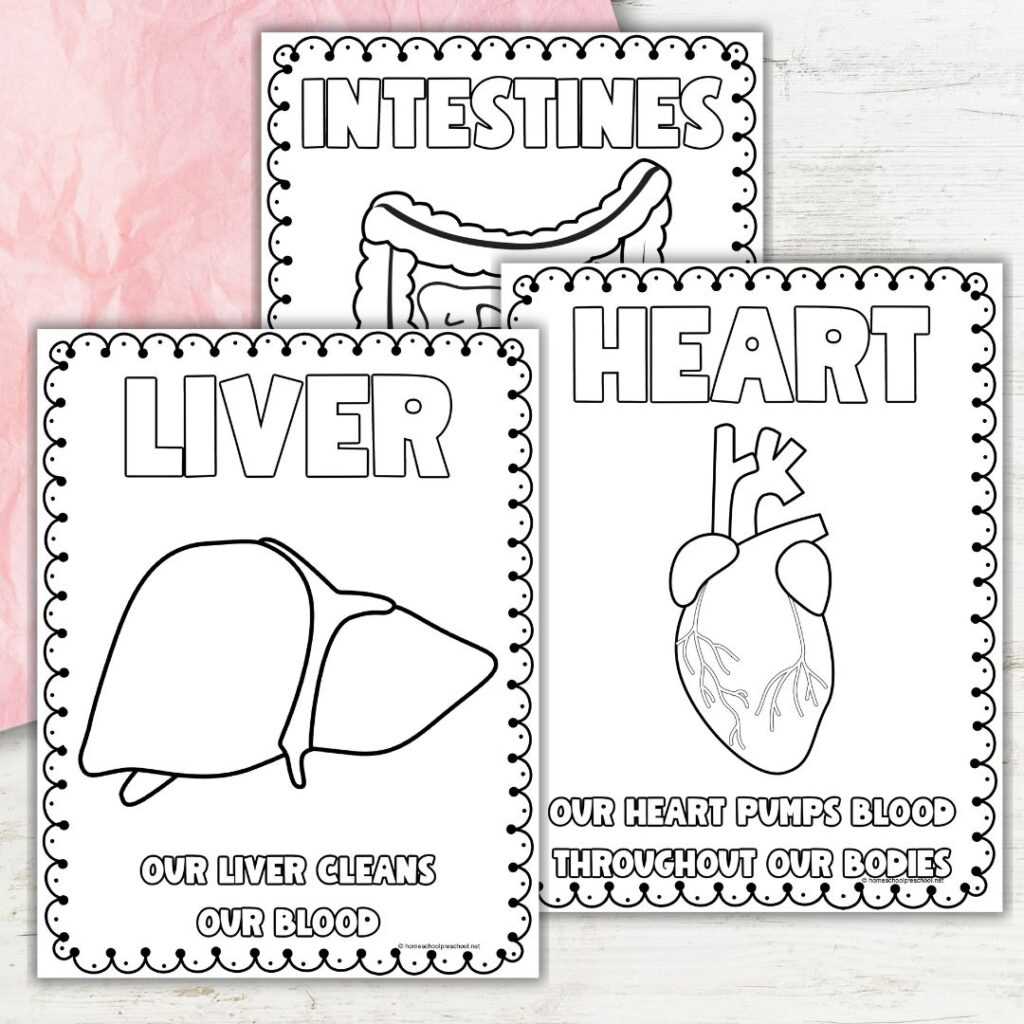 anatomy coloring pages printable
