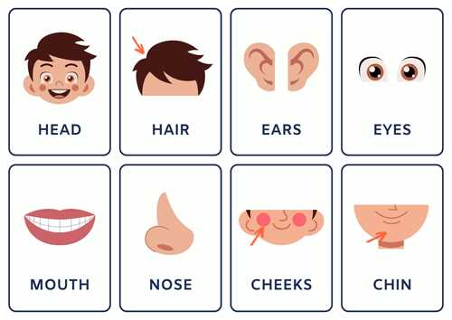 parts of the body flashcards printable