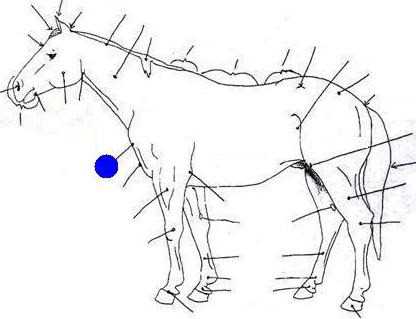 printable parts of a horse