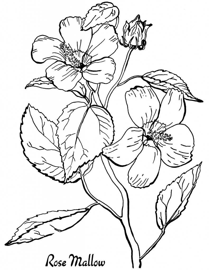 free flower coloring sheets printable