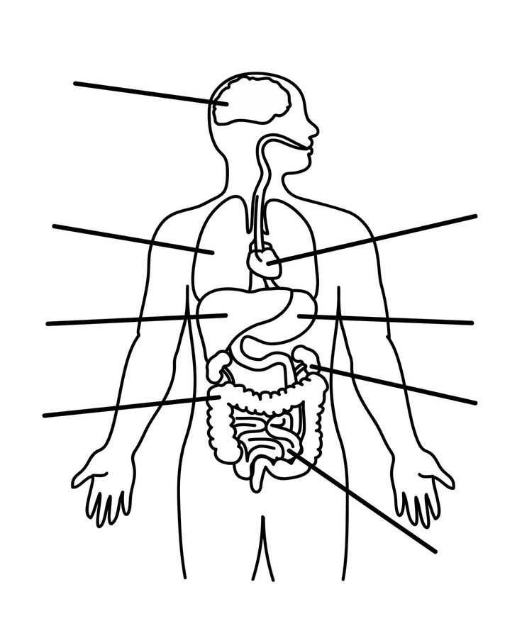 free human body outline printable