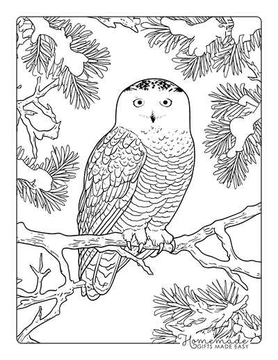 free printable coloring pages birds