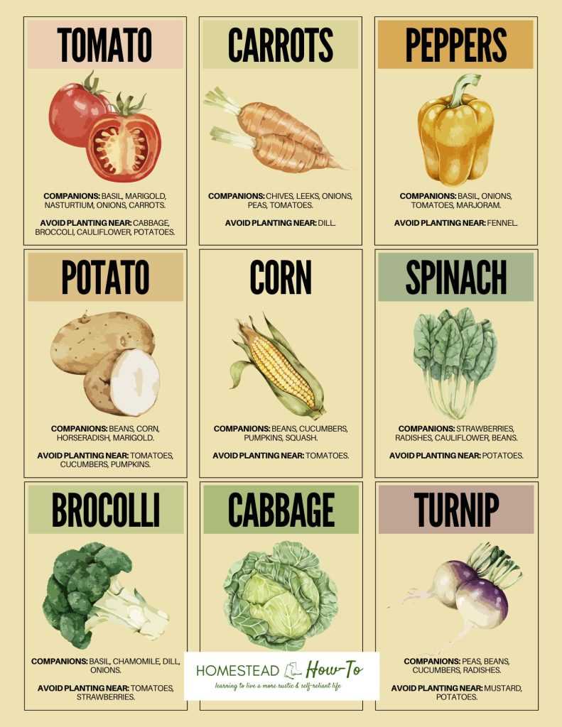 free printable companion planting chart