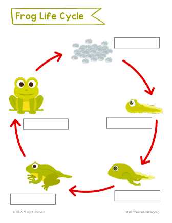 frog life cycle printable