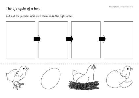 life cycle of chicken printable