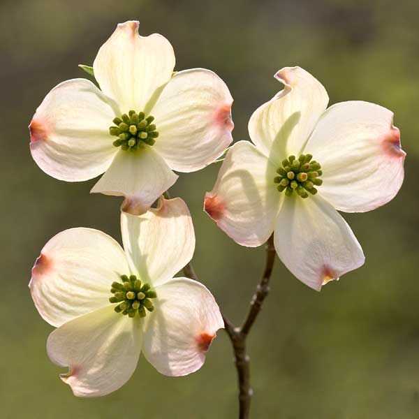 legend of the dogwood tree poem printable