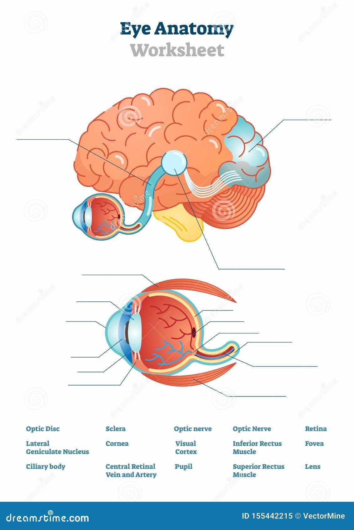 brain diagram printable